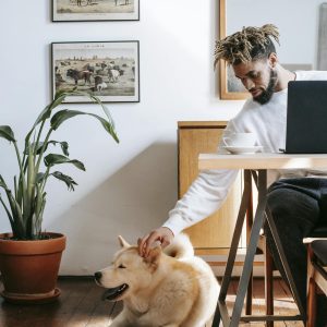 Stylish young black guy petting adorable Akita Inu dog while sitting ta table in cozy apartment and working remotely on laptop